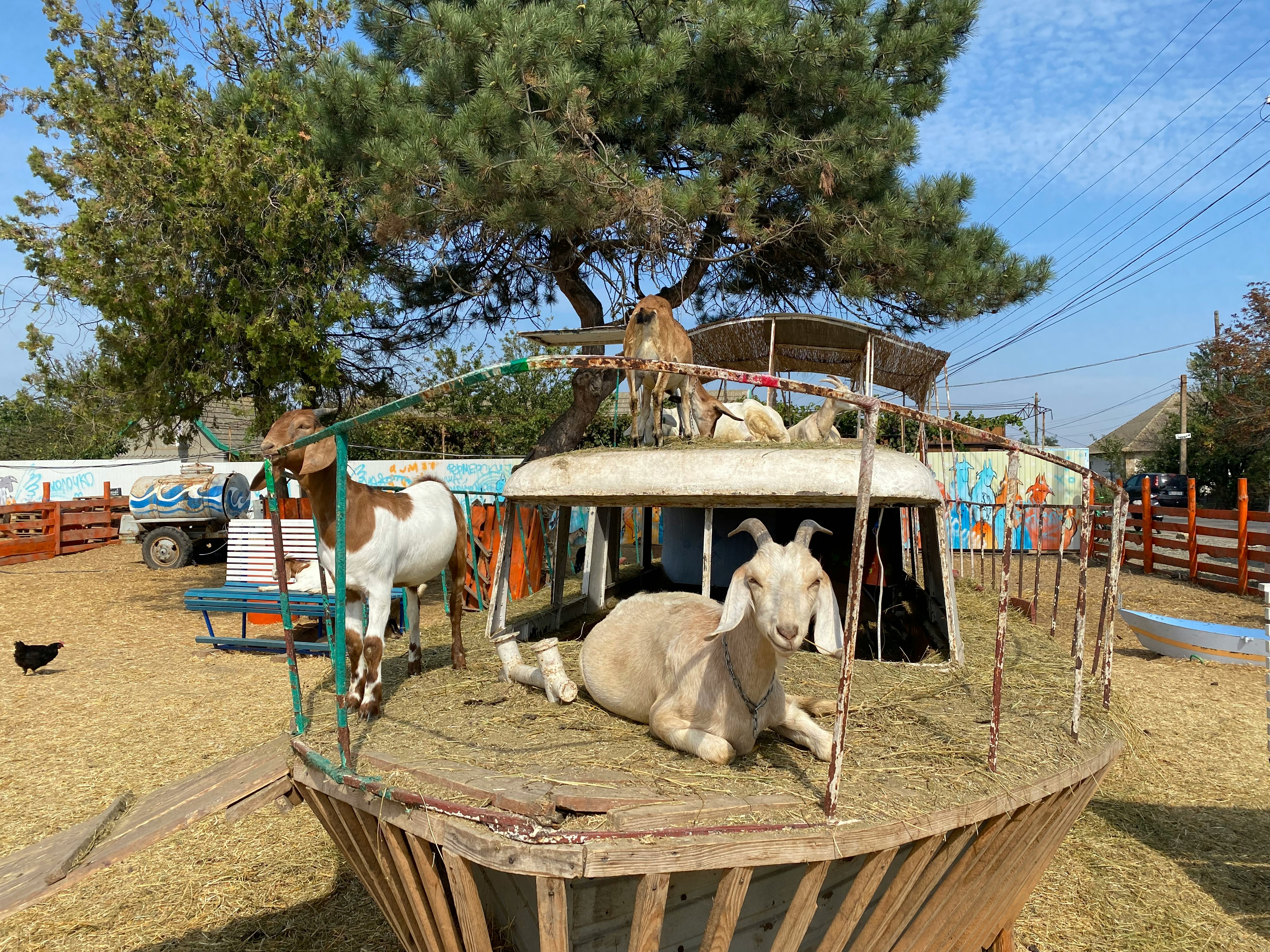 Goat farming marketplace